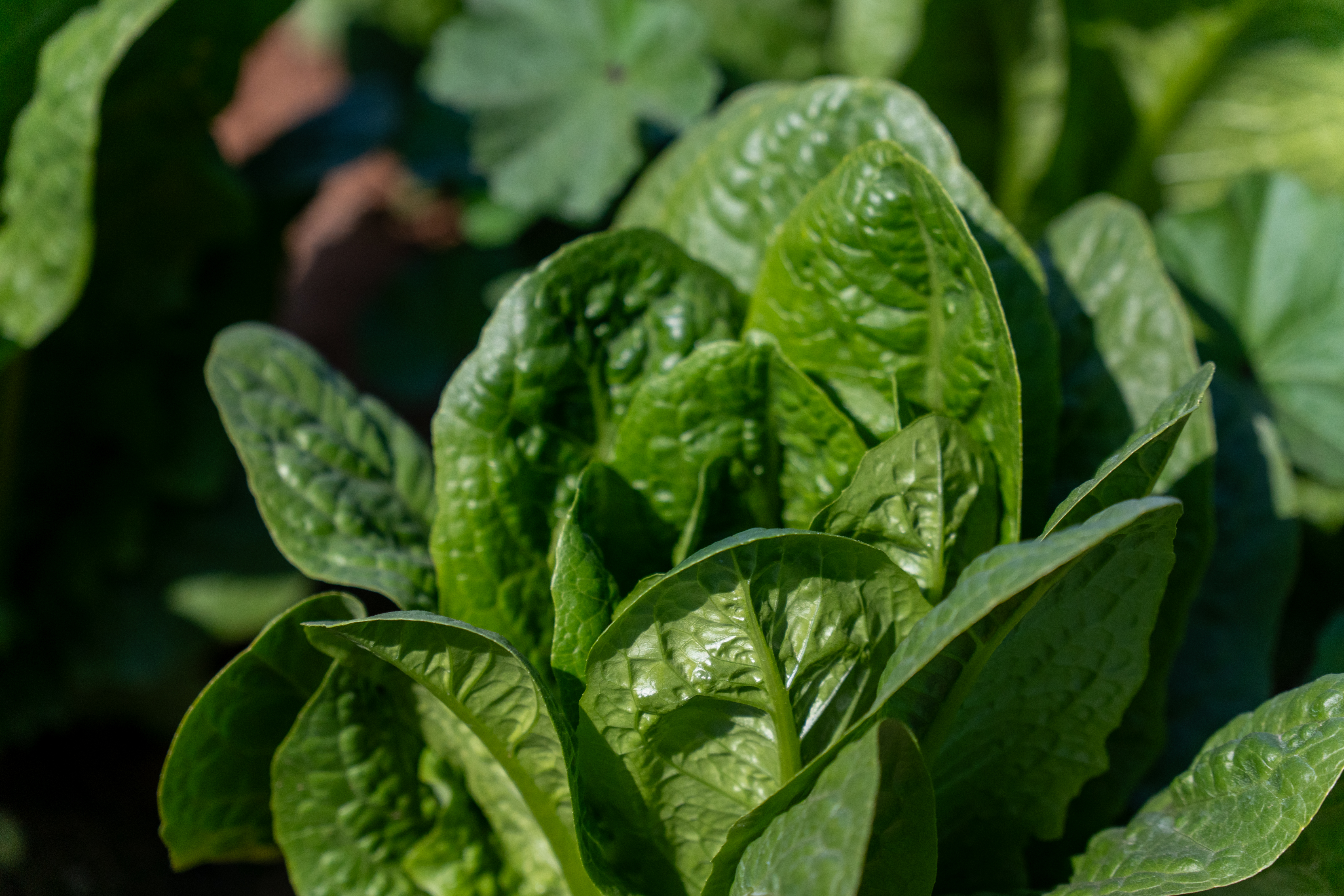 Almacén y selección