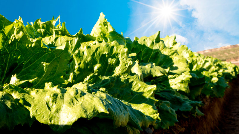 Campos de lechugas